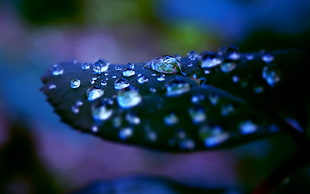 macro shot of dew drops on leaf